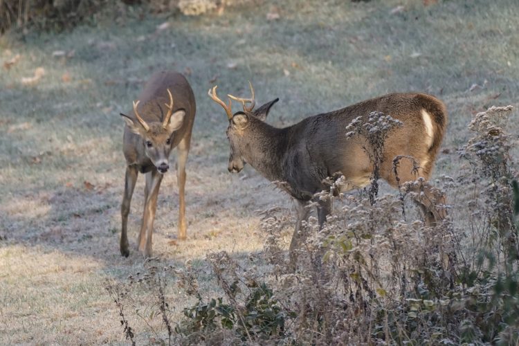 News News, Sports, Jobs Williamsport SunGazette